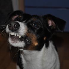 Jack russell terrier Oliver