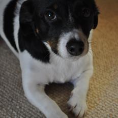 Jack russell terrier Oliver