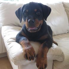 Rottweiler Fenya