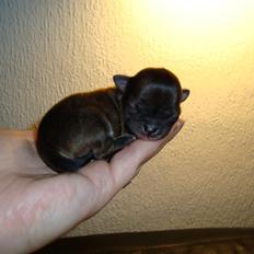 Chihuahua Siff (Solgt)