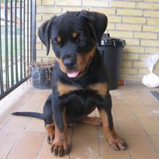 Rottweiler Fenya