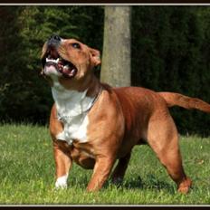 Staffordshire bull terrier Inez 