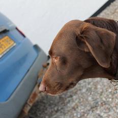 Blanding af racer Ninka