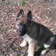 Schæferhund kegean 