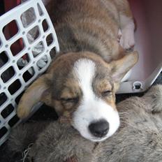 Welsh corgi cardigan Cardax Tonkins (Svendsen)