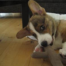 Welsh corgi cardigan Cardax Tonkins (Svendsen)