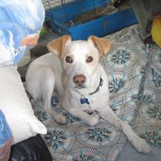 Greyhound blanding Laban The Champion