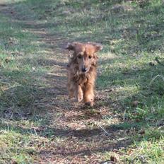 Miniature gravhund Michell