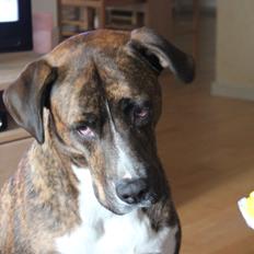 Blanding af racer Gizmo " Fars hund"