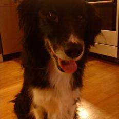 Border collie Baltzer (Himmelhund)