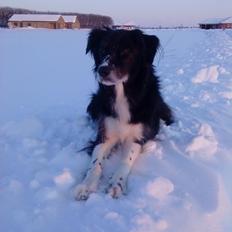 Border collie Baltzer (Himmelhund)