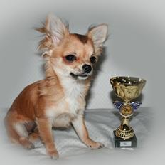 Chihuahua Siff (Solgt)