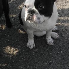 Fransk bulldog Hund