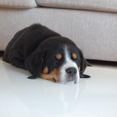 Grosser schweizer sennenhund Samson