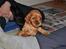 Blanding af racer Oscar - søøøøde lille hund!<3<3