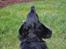 Miniature gravhund Molly