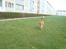 Nova scotia duck tolling retriever Redborn first Contact (Dixie) [Himmelhund] - 4½ måned