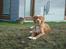 Nova scotia duck tolling retriever Redborn first Contact (Dixie) [Himmelhund] - 4½ måned