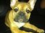 Fransk bulldog Alba - Vores dejlige prinsesse. <3
