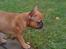 Fransk bulldog Alba
