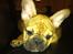 Fransk bulldog Alba