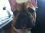 Fransk bulldog Alba