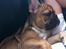 Fransk bulldog Alba