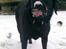 Labrador retriever Luna
