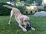 Labrador retriever Thor