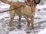 Labrador retriever Thor