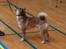 Shiba Max