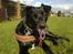 Blanding af racer Labrador/Samojede; Gia