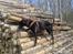 Blanding af racer Labrador/Samojede; Gia