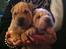 Shar pei Bonzoo Nihoo-sin - det var svært at vælge, men det blev Bonzoo den lyse af dem :  )