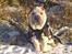 Shar pei Bonzoo Nihoo-sin - Her nyder han solen i sneen