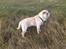 Shar pei Bonzoo Nihoo-sin - Her er Bonzoo på marken , det nyder han : )