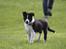 Border collie Balto