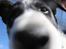 Border collie Balto - GUBBI Balto :-D