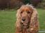 Cocker spaniel Silas  - Silas i haven ;) 