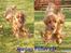 Cocker spaniel Silas 