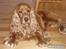 Cocker spaniel Silas 