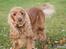 Cocker spaniel Silas 