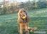 Cocker spaniel Silas 