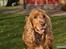 Cocker spaniel Silas 