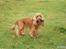 Cocker spaniel Silas 