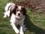 Blanding af racer Silja [Japansk cavalier] - silja hygger i haven