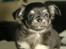 Chihuahua Licabi's Alba - Alba 7 uger og 3 dage:)