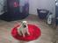 Shar pei Bonzoo Nihoo-sin - Bonzoo nyder varmen foran brændeovnen