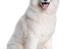 Samojedhund Gina