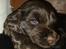 Cocker spaniel Agnes